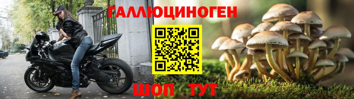 Псилоцибиновые грибы Cubensis Северск